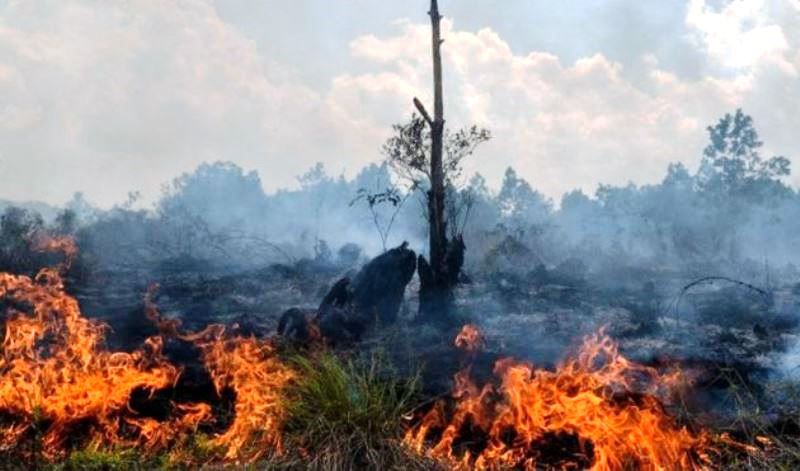 Waspada Karhutla! Empat Daerah Di Riau Ini Tetapkan Setatus Siaga Darurat