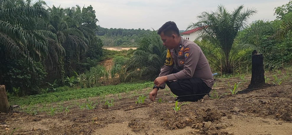 Bhabinkamtibmas Polsek Minas Pastikan Pertumbuhan Jagung Pipil di Minas Barat Berjalan Optimal