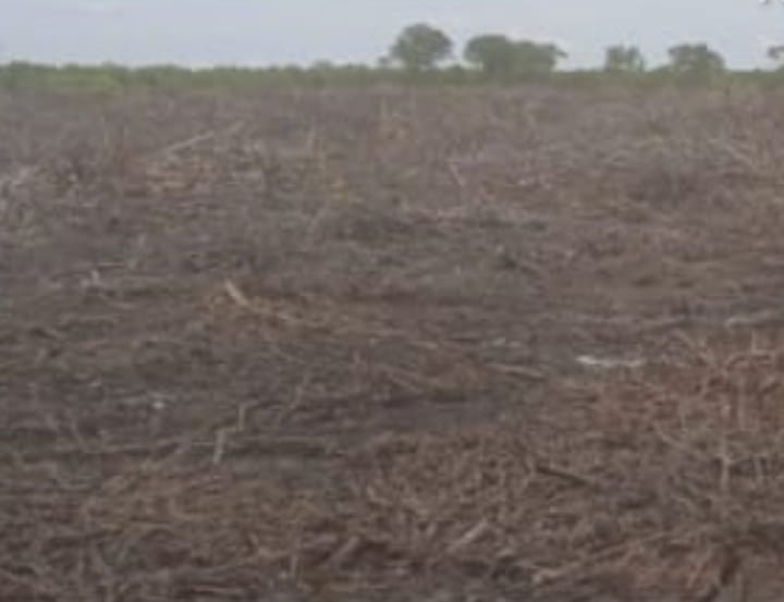 DPP LSM-KPK Akan Laporkan Dugaan Pengerusakan Hutan Mangrove di Desa Deluk ke Mabes Polri, Kejagung, dan Presiden RI
