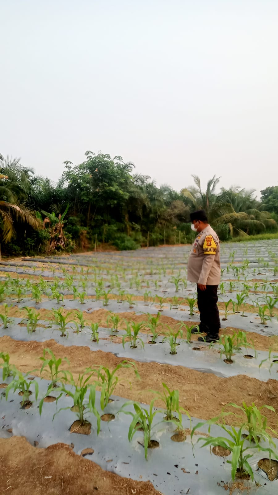 Bhabinkamtibmas Polsek Minas Pantau Pertumbuhan Jagung Pipil Usia 21 Hari di Kampung Mandiangin