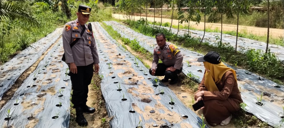 Ketahanan Pangan Jadi Fokus, Kapolsek Minas Monitoring Lahan Jagung Warga di Minas Timur