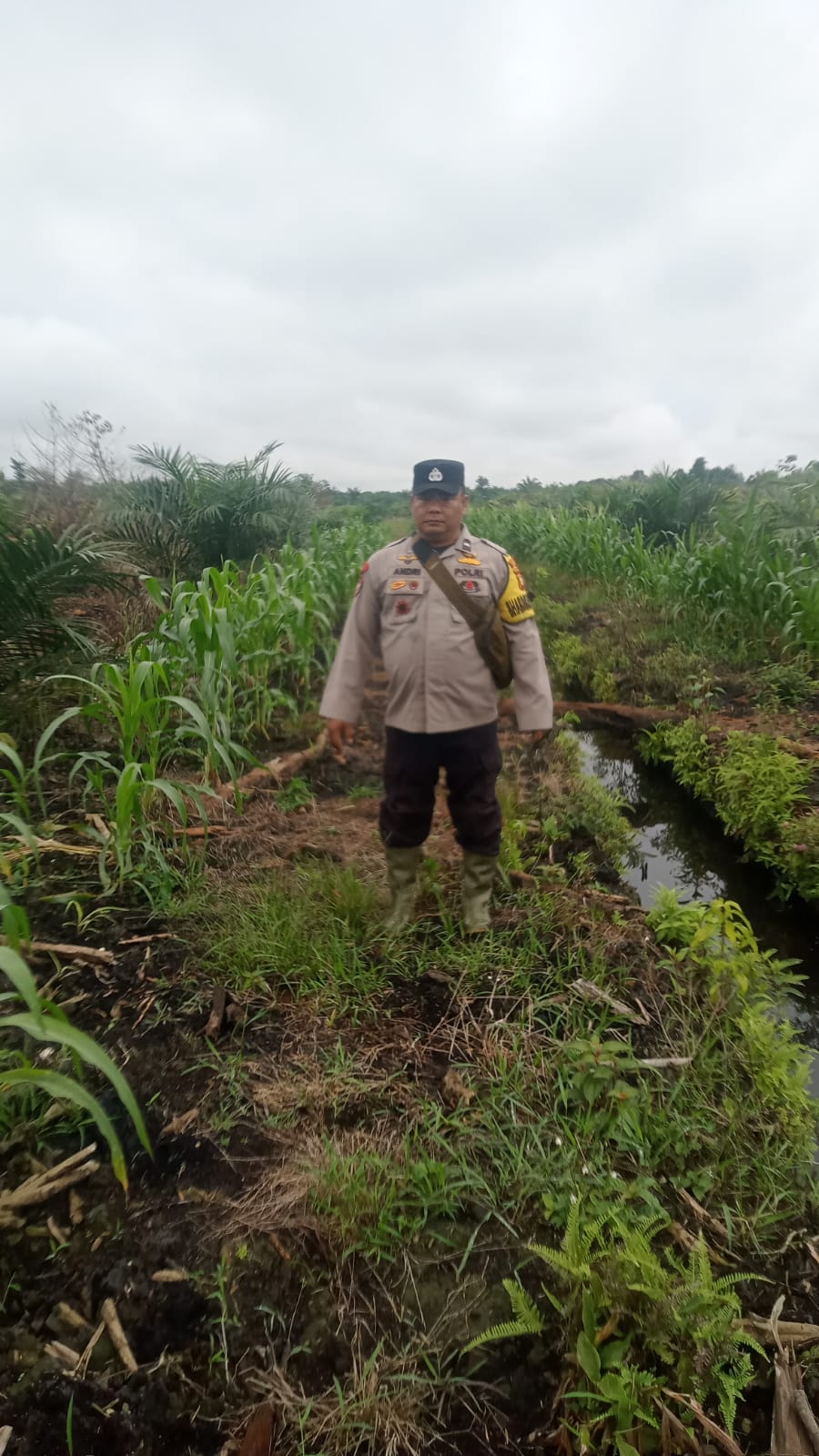 Bhabinkamtibmas Polsek Minas Cek Perkembangan Jagung Usia 87 Hari, Dukung Program Ketahanan Pangan di Mandiangin