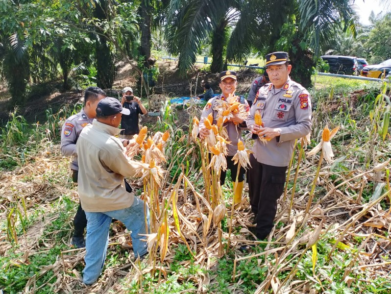 Polsek Minas Dampingi Panen Jagung Pipil Kuartal II 2026 di Kampung Minas Barat