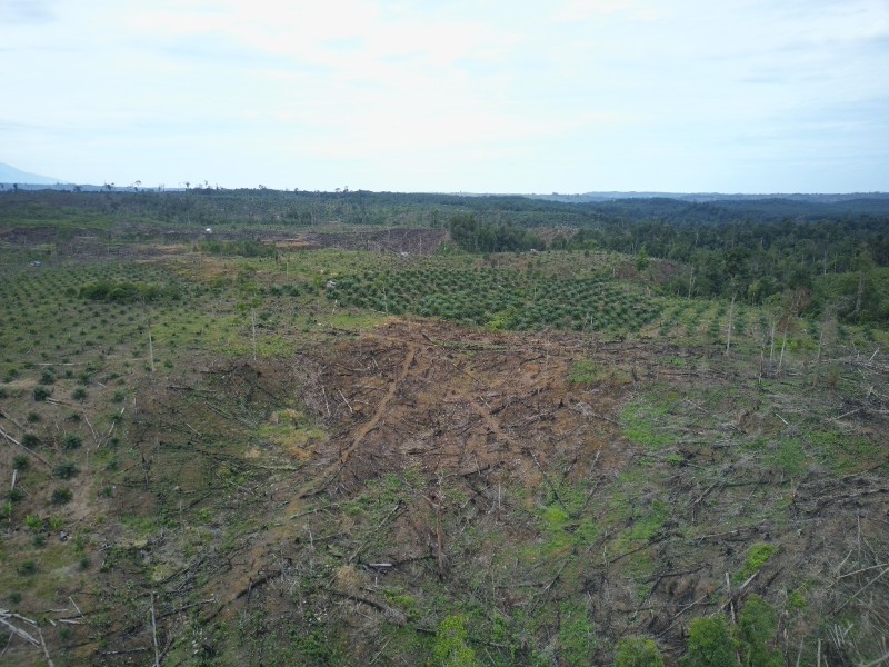 HUTAN TERUS HILANG, GAJAH TERUS MATI, SUDAH SEPANTASNYA IZIN PT BAT DAN PT API DICABUT