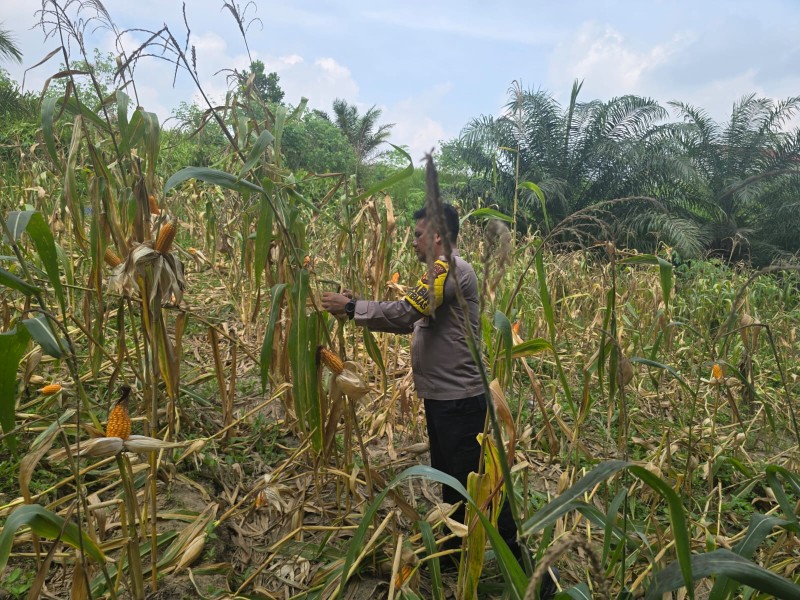 Jelang Panen, Bhabinkamtibmas Minas Barat Lakukan Pembersihan dan Pengupasan Jagung di Lahan Kelompok Tani