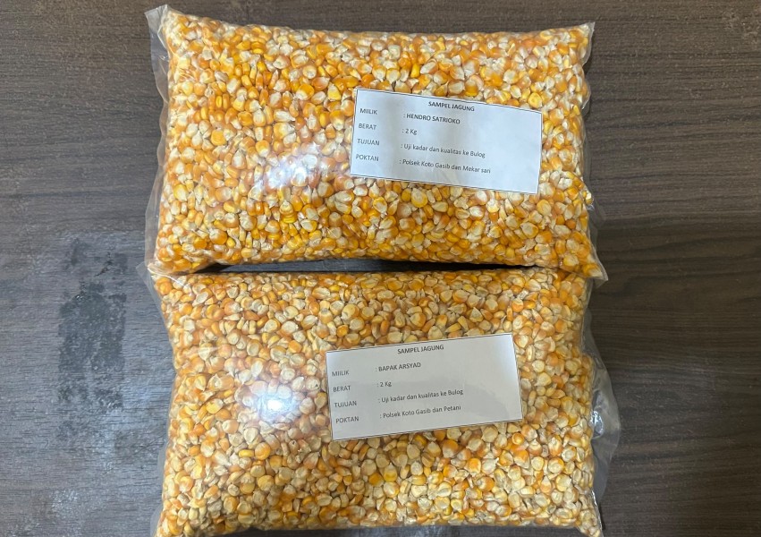 Polsek Koto Gasib Kirim Sampel Jagung Pipil ke Bulog, Uji Kualitas Hasil Panen Kelompok Tani Bhayangkara