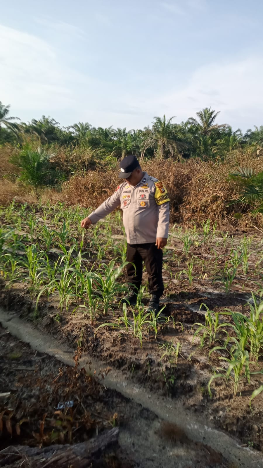 Bhabinkamtibmas Cek Perkembangan Jagung Pipil Program Ketahanan Pangan di Kampung Mandiangin