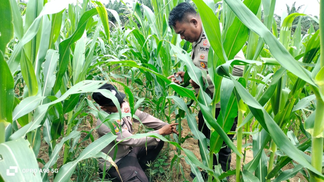 Polsek Minas Pantau Perkembangan Jagung Pipil Usia 65 Hari di Kampung Rantau Bertuah