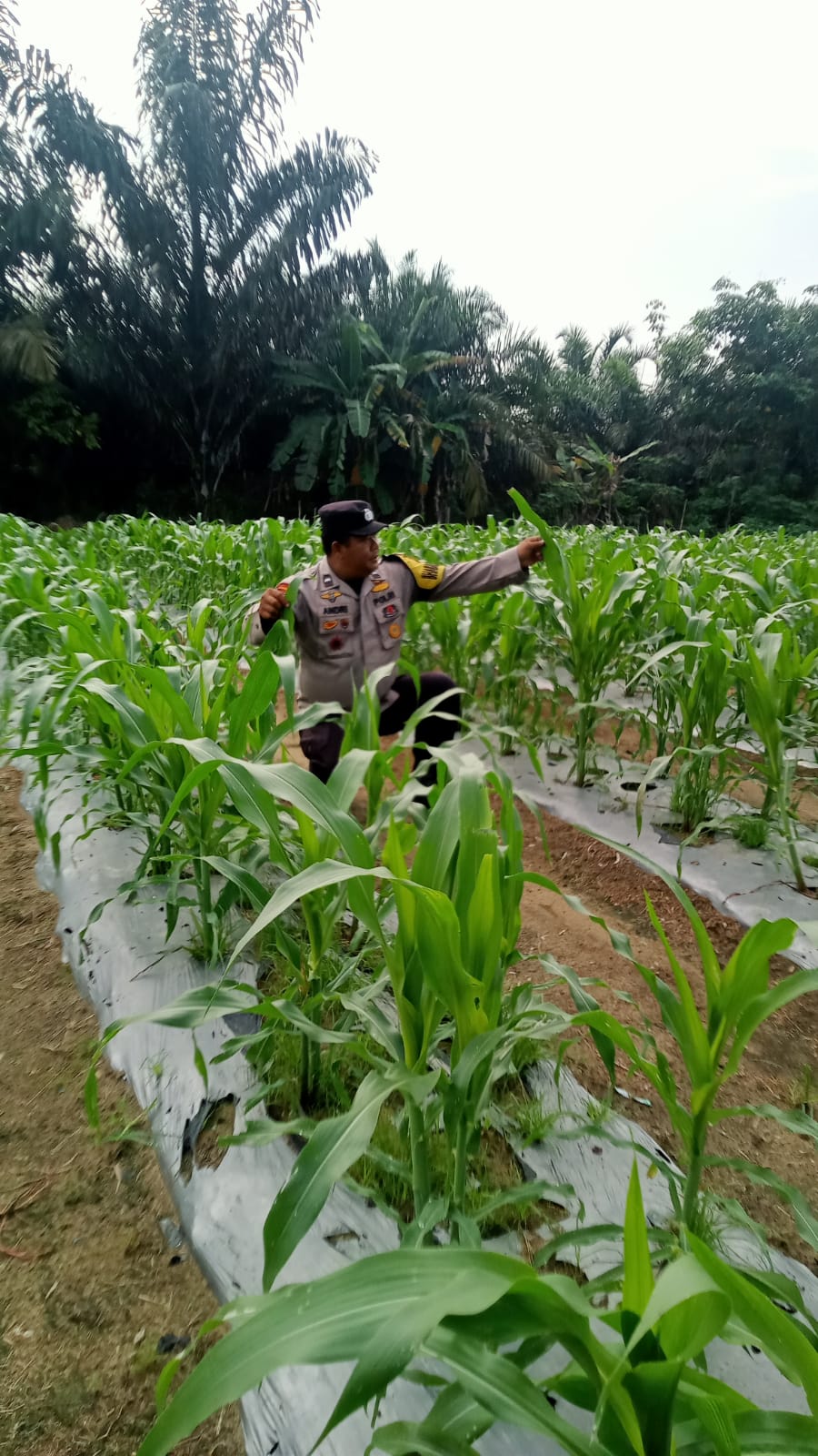 Perkembangan Jagung Pipil Usia 26 Hari di Mandiangin Dicek Bhabinkamtibmas