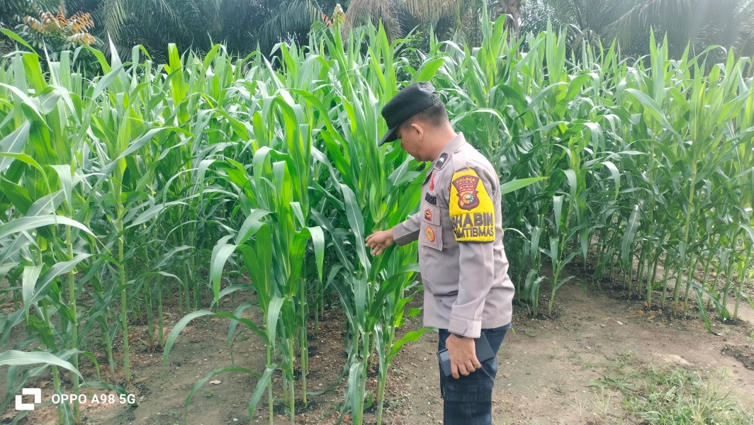 Bhabinkamtibmas dan Kelompok Tani Bersihkan Lahan Jagung di Minas Barat untuk Tingkatkan Hasil Panen