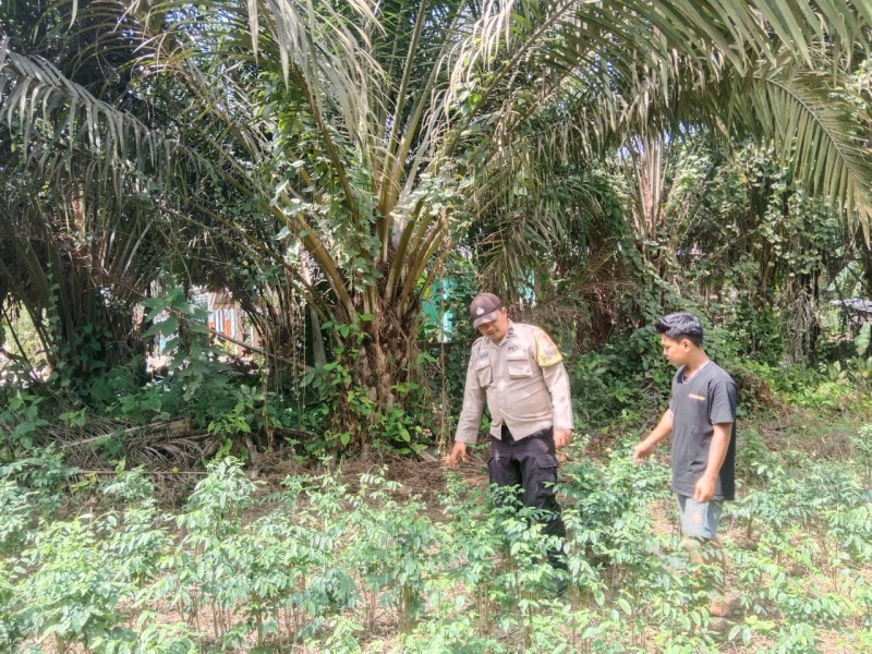Bhabinkamtibmas Polsek Pasir Penyu Ajak Warga Sungai Lala Manfaatkan Pekarangan dengan Menanam Daun Katu