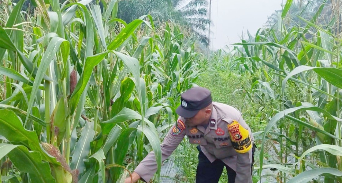 Bhabinkamtibmas Polsek Minas Pantau Tanaman Jagung Pipil Program Ketahanan Pangan Nasional di Minas Timur