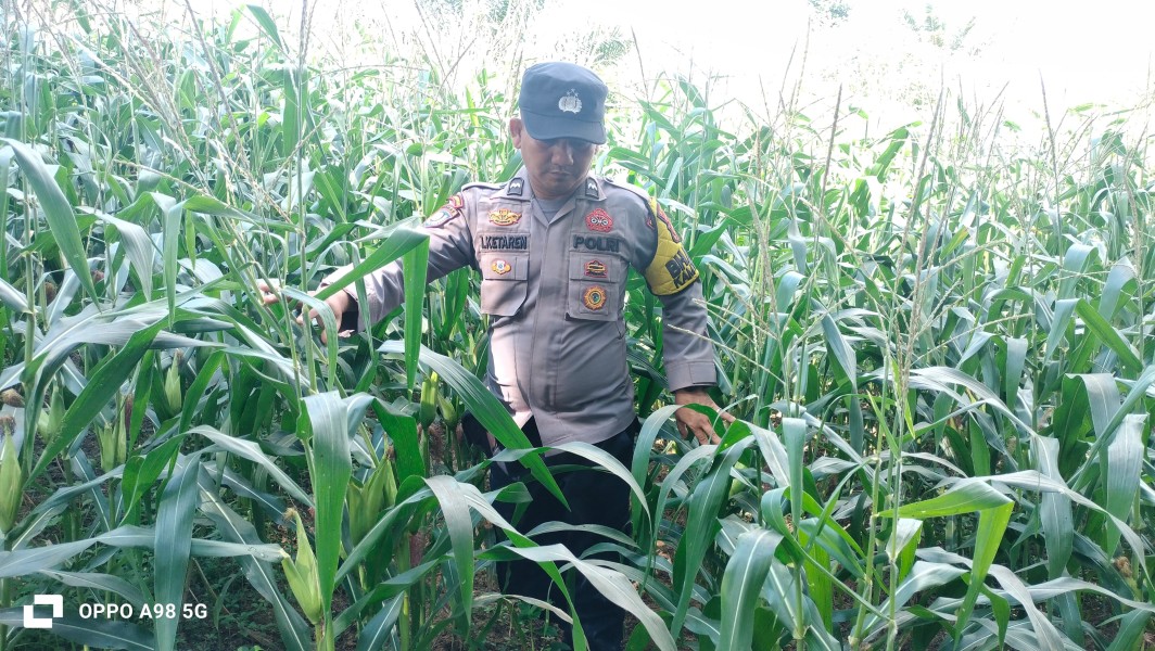 Dukung Ketahanan Pangan Nasional, Bhabinkamtibmas Polsek Minas Cek Kesiapan Lahan Jagung  di Minas Barat