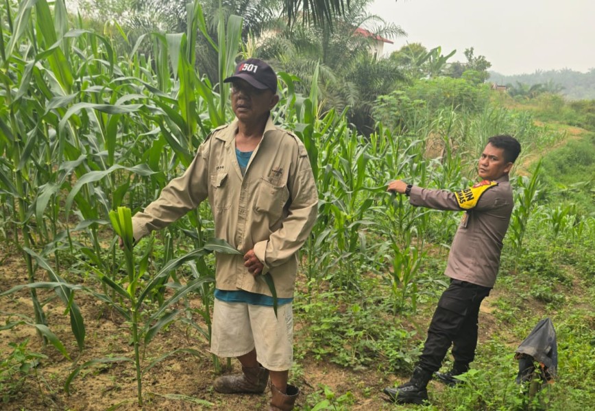 Usia 55 Hari, Tanaman Jagung Pipil di Minas Barat Tumbuh dengan Panjang Daun 80 Sentimeter