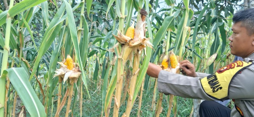 Bhabinkamtibmas Minas Jaya Pantau Jagung Program Ketahanan Pangan Nasional Kuartal II, Tanaman Usia 12 Hari Tumbuh Subur