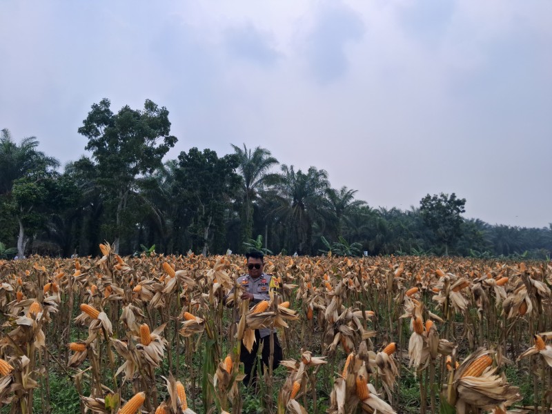 Jagung Pipil Usia 107 Hari Siap Panen, Polsek Minas Pantau Lahan Poktan Dahlia Kuning