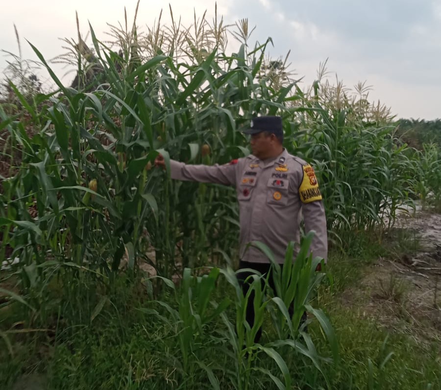 Polsek Minas Pantau Jagung Pipil Usia 101 Hari, Dukung Ketahanan Pangan di Kampung Mandiangin