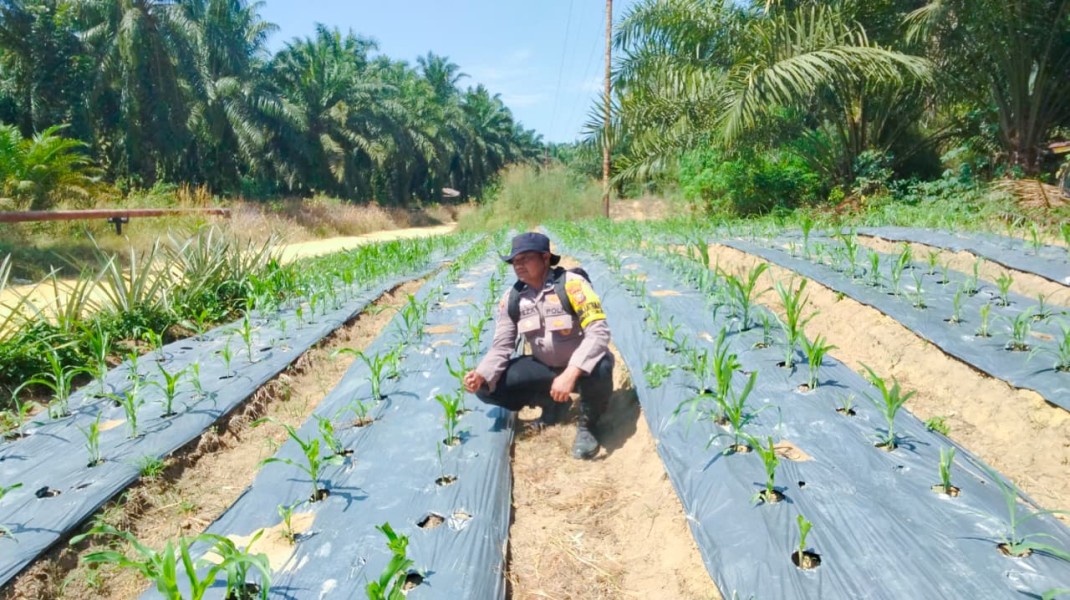 Bhabinkamtibmas Polsek Minas Pantau Pertumbuhan Jagung Program Ketahanan Pangan di Minas Timur