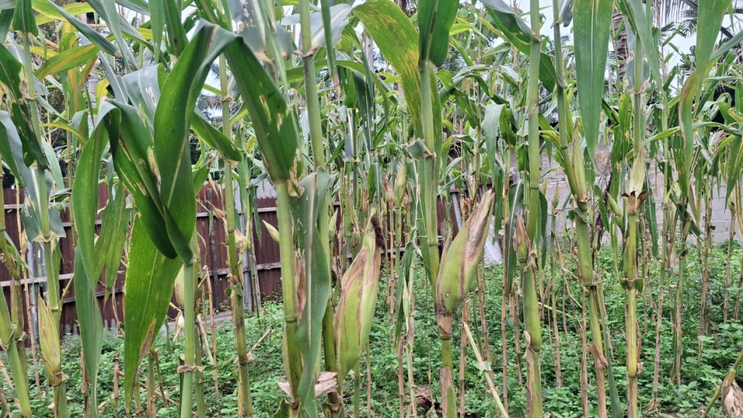 Separuh Tanaman Diserang Monyet, Bhabinkamtibmas Polsek Minas Pantau Jagung Ketahanan Pangan Nasional di Minas Jaya