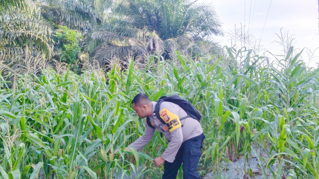 Bhabinkamtibmas Minas Timur Pantau Perkembangan Jagung Program Ketahanan Pangan, Tanaman Tumbuh Subur