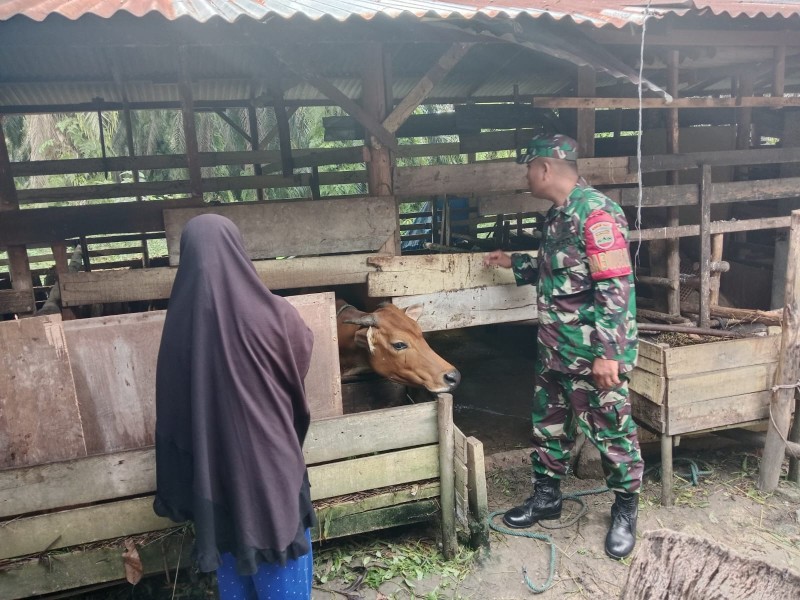 Babinsa Koramil 03/Minas Gencar Sosialisasi Pencegahan PMK di Kampung Rantau Bertuah