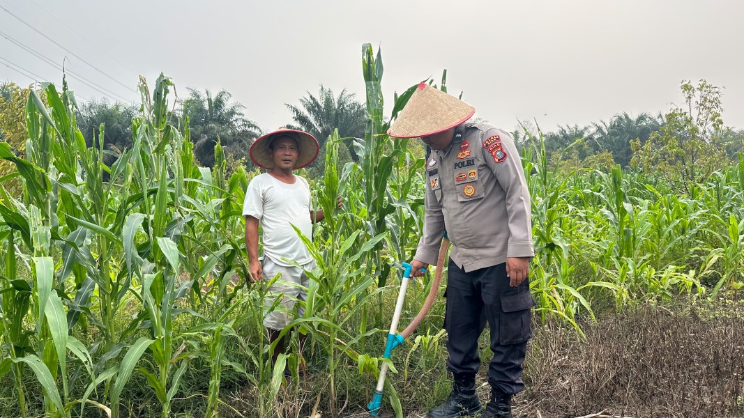 Polsek Koto Gasib Dukung Ketahanan Pangan dengan Melakukan Pemupukan Jagung Pipil di Lahan Poktan Mekar Sari