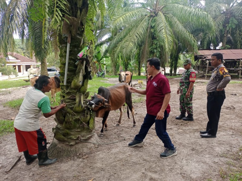 Pelda Erianto Pimpin Pendampingan Vaksinasi PMK di Delima Jaya, Lindungi Ternak Kerinci Kanan dari Ancaman Penyakit