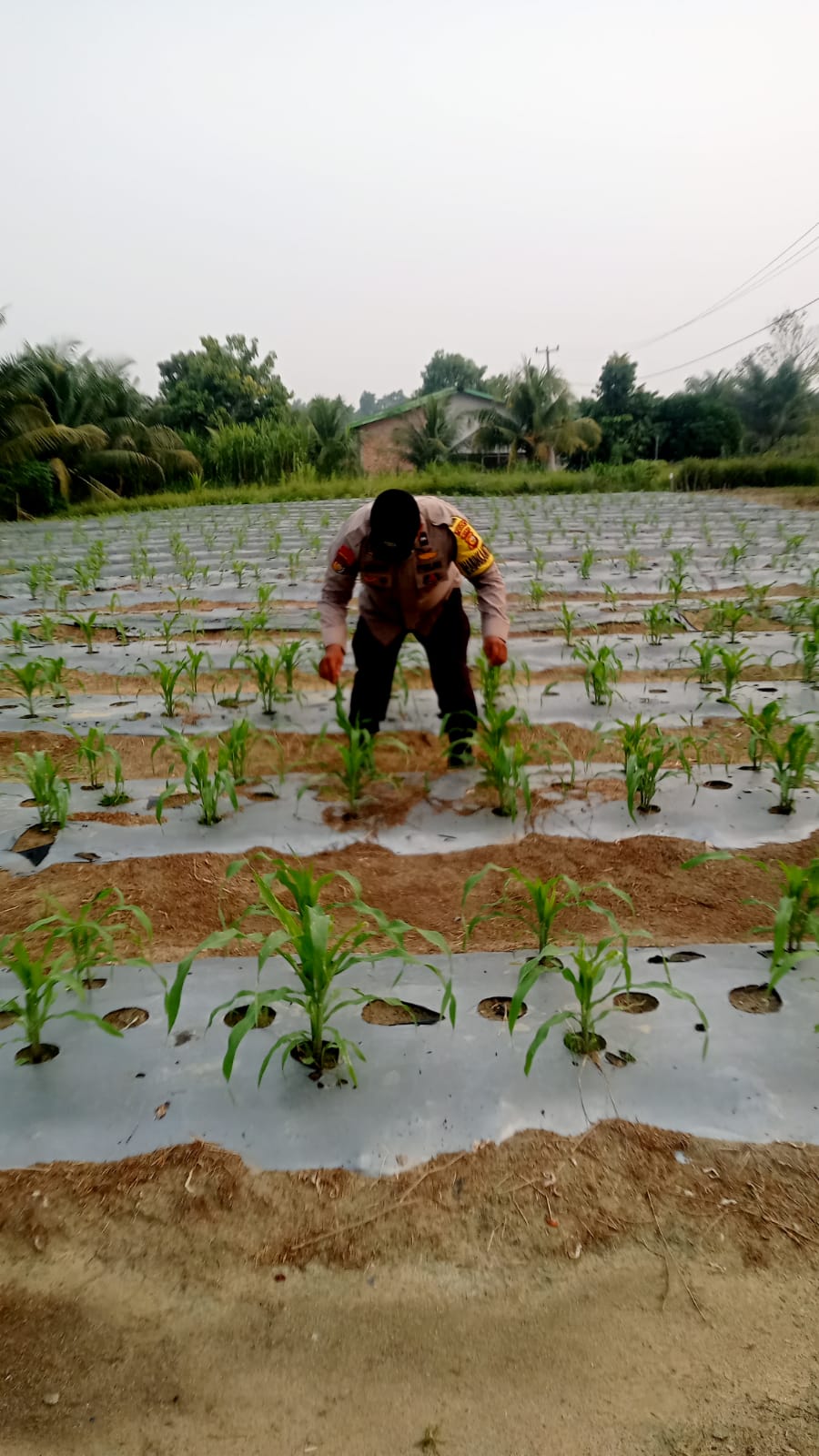 Polsek Minas Cek Perkembangan Jagung Pipil Usia 33 Hari di Mandiangin