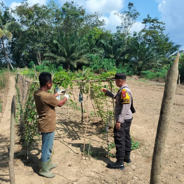 Dukung Ketahanan Pangan Nasional, Bhabinkamtibmas Polsek Pasir Penyu Dorong Warga Budidayakan Pare di Pekarangan Rumah