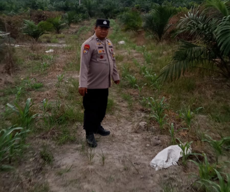 Bhabinkamtibmas Kampung Mandiangin Pantau Perkembangan Jagung Pipil Program Ketahanan Pangan di Kecamatan Minas