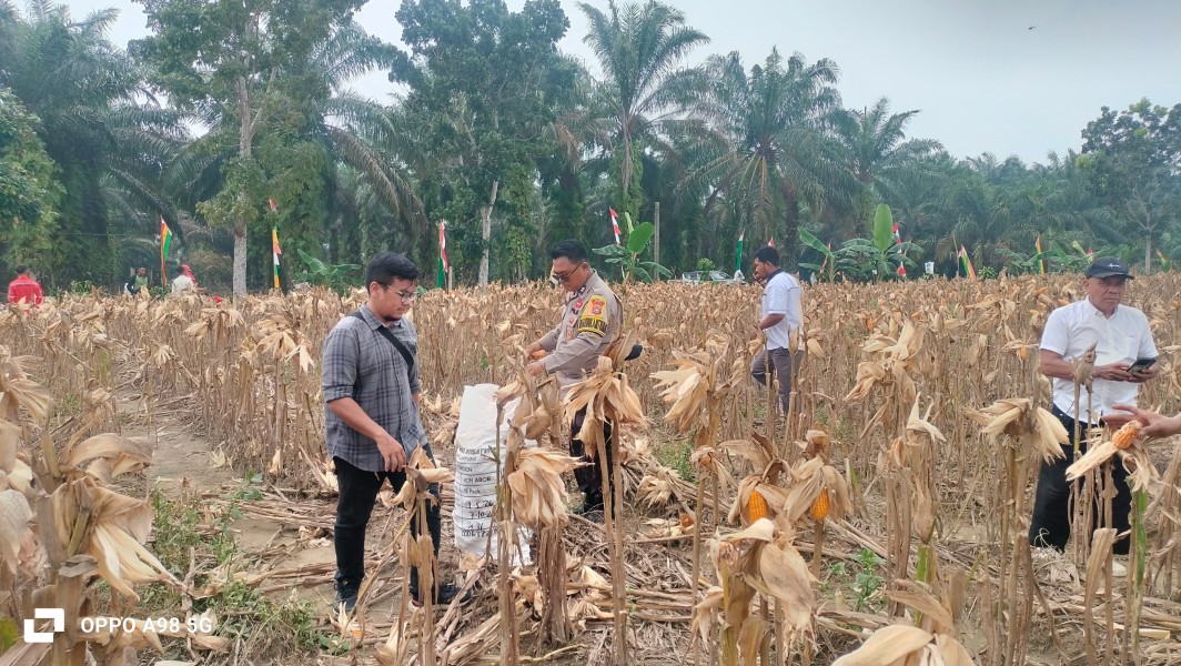 Polsek Minas Bersama Kelompok Tani Dahlia Kuning Panen Jagung Pipil, Estimasi Hasil Sekitar 4 Ton