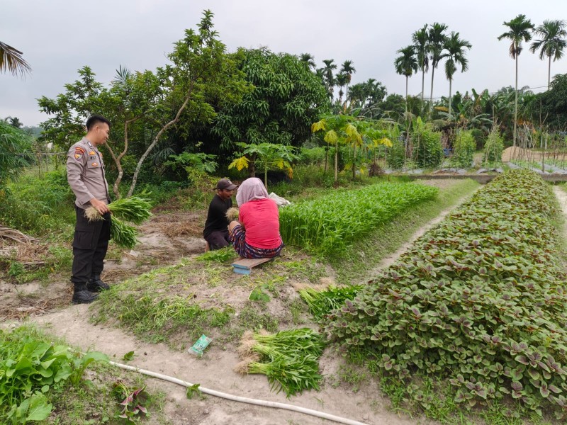 Bhabinkamtibmas Tanah Merah Cek Lahan Kangkung dan Bayam Warga, Dukung Program Ketahanan Pangan Nasional