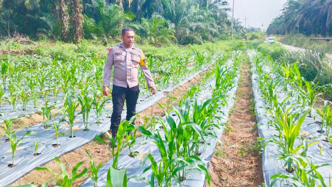 Polsek Minas Pantau Perkembangan Jagung Pipil di Minas Timur, Tanaman Tumbuh Baik