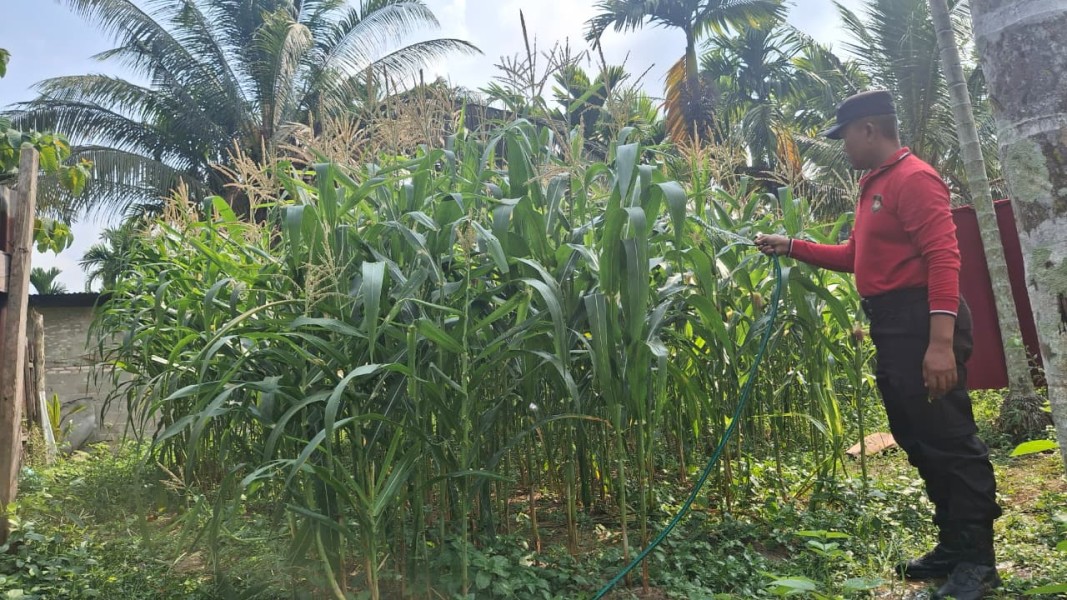 Polsek Minas Cek Perkembangan Jagung Program Ketahanan Pangan Kuartal II di Minas Jaya
