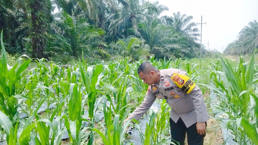 Bhabinkamtibmas Cek Perkembangan Jagung Pipil Usia 47 Hari di Minas Timur, Tanaman Tumbuh Baik
