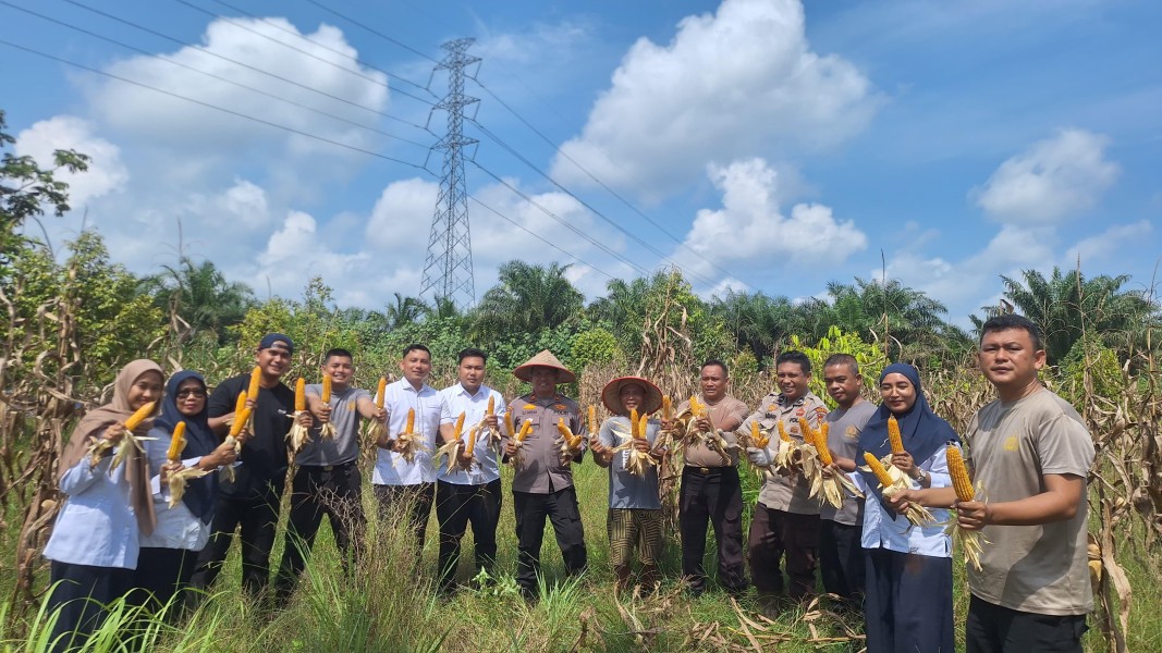 Dukung Program Ketahanan Pangan, Polsek Koto Gasib Gelar Panen Raya Jagung Bersama Poktan Mekar Sari
