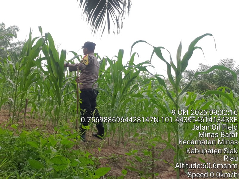 Bhabinkamtibmas Polsek Minas Pantau Pertumbuhan Jagung Pipil Usia 50 Hari di Minas Barat