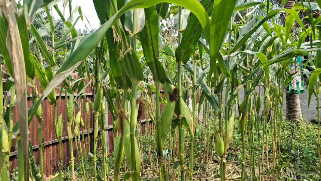 Pantau Ketahanan Pangan, Polsek Minas Cek Perkembangan Jagung 65 Hari di Minas Jaya