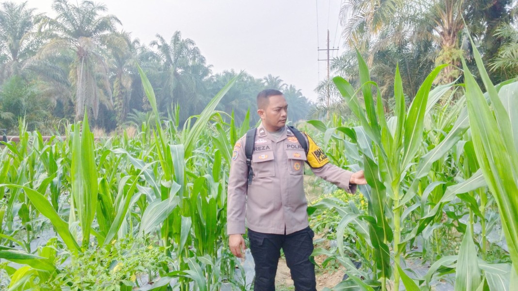 Polsek Minas Pantau Perkembangan Jagung Pipil Usia 49 Hari di Minas Timur