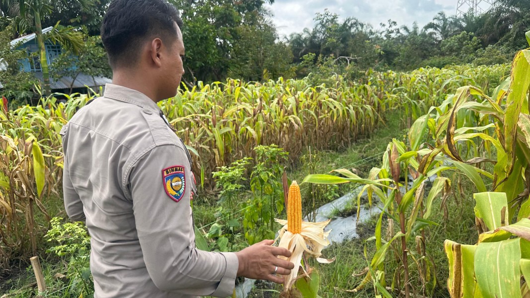 Polsek Koto Gasib Intensif Pantau Jagung Poktan Mekar Sari, Satu Hektare Lahan Siap Panen