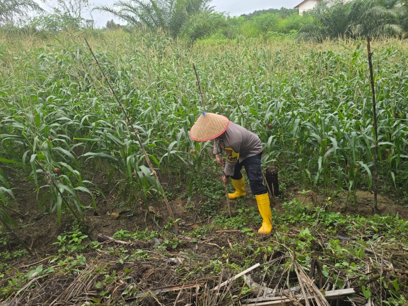 Bhabinkamtibmas dan Kelompok Tani Pasang Tonggak Penyangga Jagung di Minas Timur Hadapi Musim Hujan
