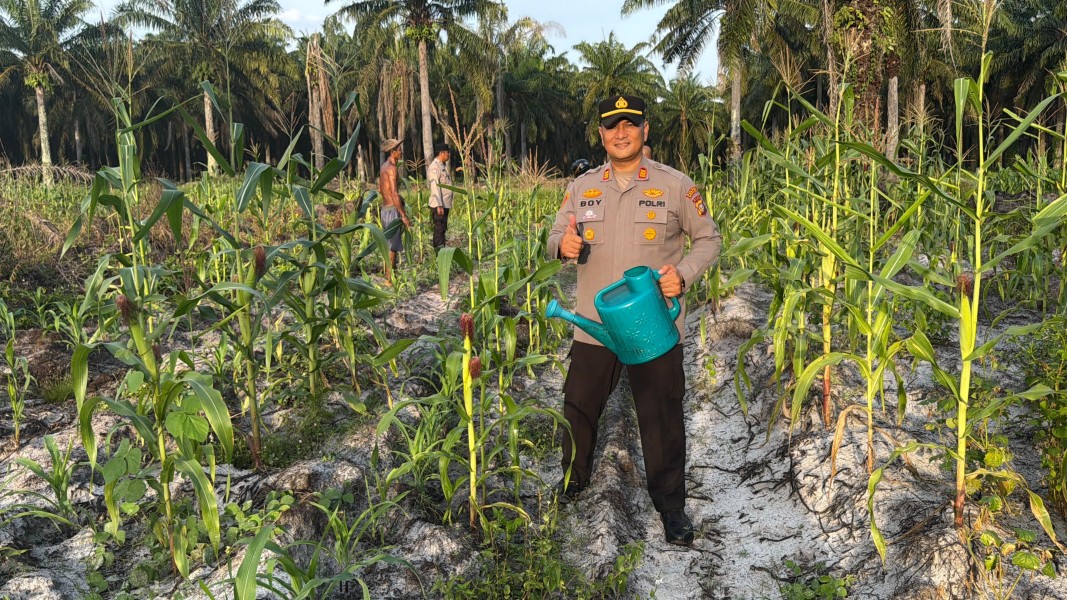 Dukung Asta Cita Presiden, Polsek Pujud Cek Perkembangan Kebun Jagung Ketapang di Rohil