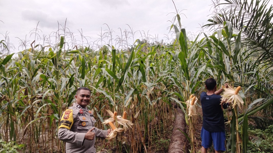 Bhabinkamtibmas Polsek Minas Cek Jagung Usia 97 Hari, Tanaman Tumbuh Subur dan Sebagian Siap Panen
