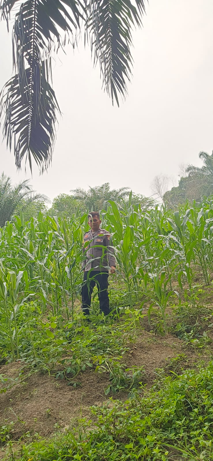 Polsek Minas Pantau Pertumbuhan Jagung Pipil Usia 55 Hari di Minas Barat
