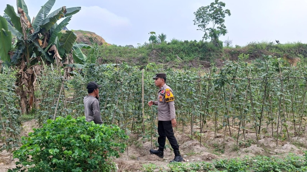 Dukung Ketahanan Pangan Nasional, Bhabinkamtibmas Polsek Pasir Penyu Pantau Pertanian Warga di Desa Perkebunan Sei Lala