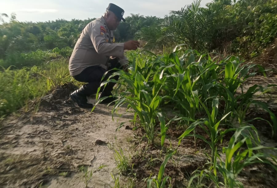 Polsek Minas Pantau Perkembangan Jagung Program Ketahanan Pangan Nasional, Kapolsek: Wujud Komitmen Dukung Swasembada Pangan