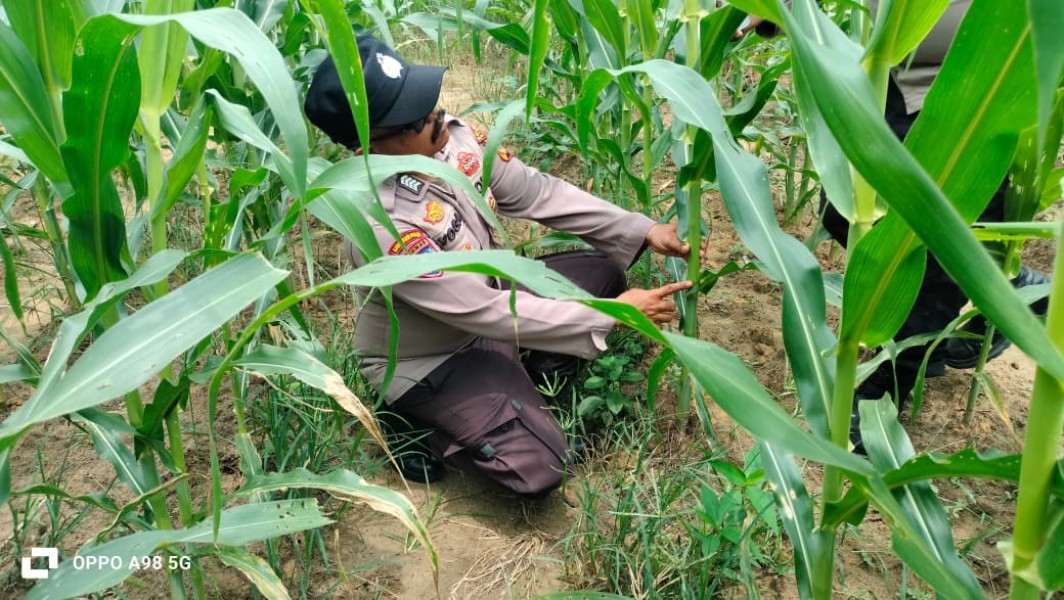 Jagung Poktan Dahlia Kuning Program Ketahanan Pangan Nasional Tumbuh Subur, Polsek Minas Lakukan Pemantauan