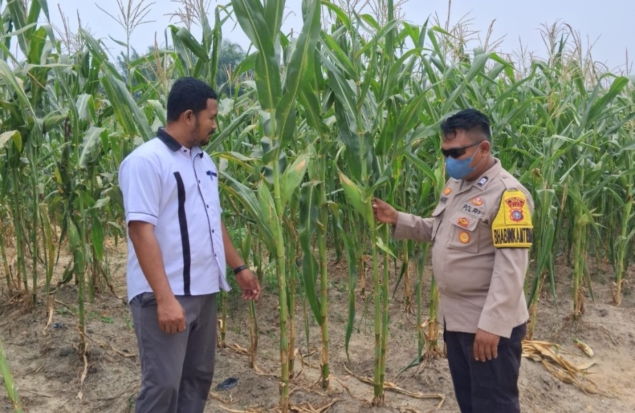 Tanaman Jagung Pipil Usia 91 Hari di Rantau Bertuah Tumbuh hingga 2,1 Meter, Masuk Tahap Pra Panen