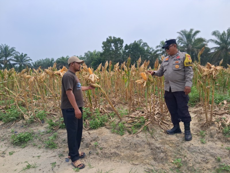 Usia 96 Hari, Tanaman Jagung Poktan Dahlia Kuning di Minas Mulai Masuk Tahap Pra Panen