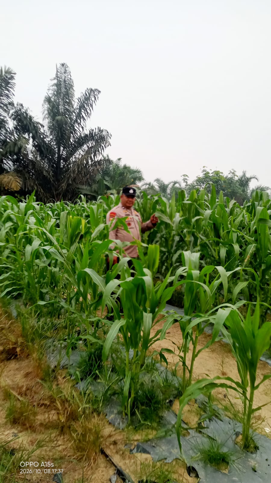 Polsek Minas Cek Perkembangan Jagung Pipil di Mandiangin, Tinggi Tanaman Capai 110 Cm
